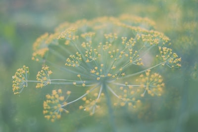 黄色有花瓣的花
